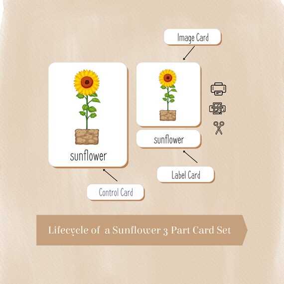 parts of a sunflower diagram