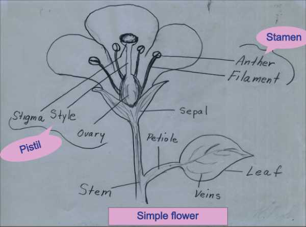 simple flower parts diagram