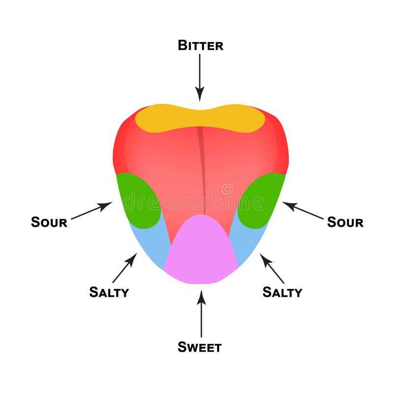 tongue taste parts diagram