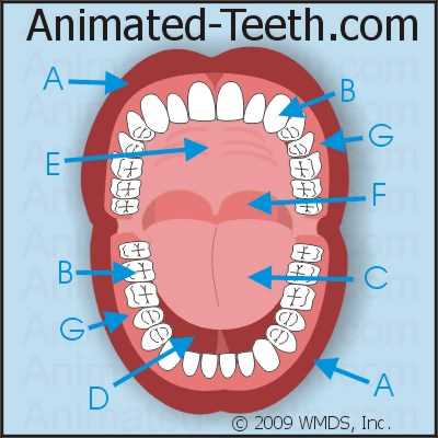 parts of mouth diagram