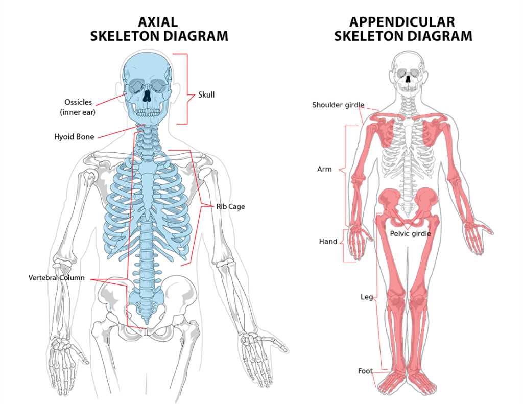 skeletal system parts diagram