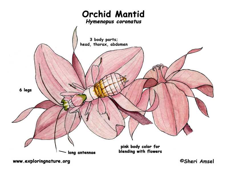 parts of an orchid diagram