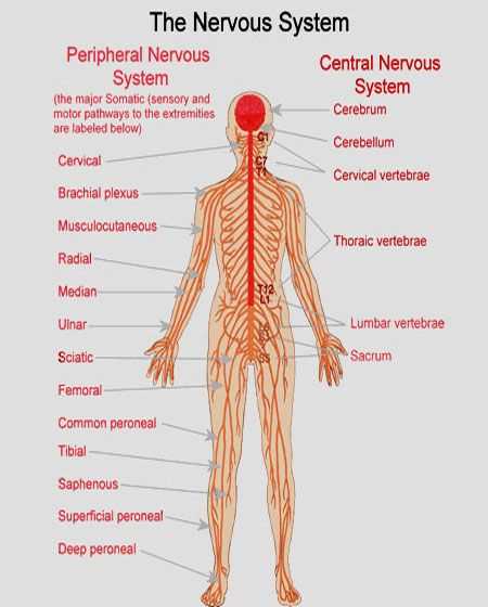 parts of the nervous system diagram