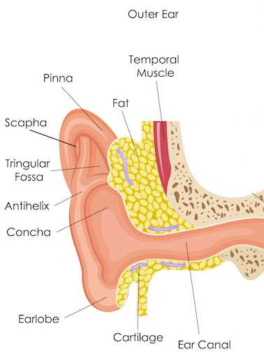 parts of the ear diagram