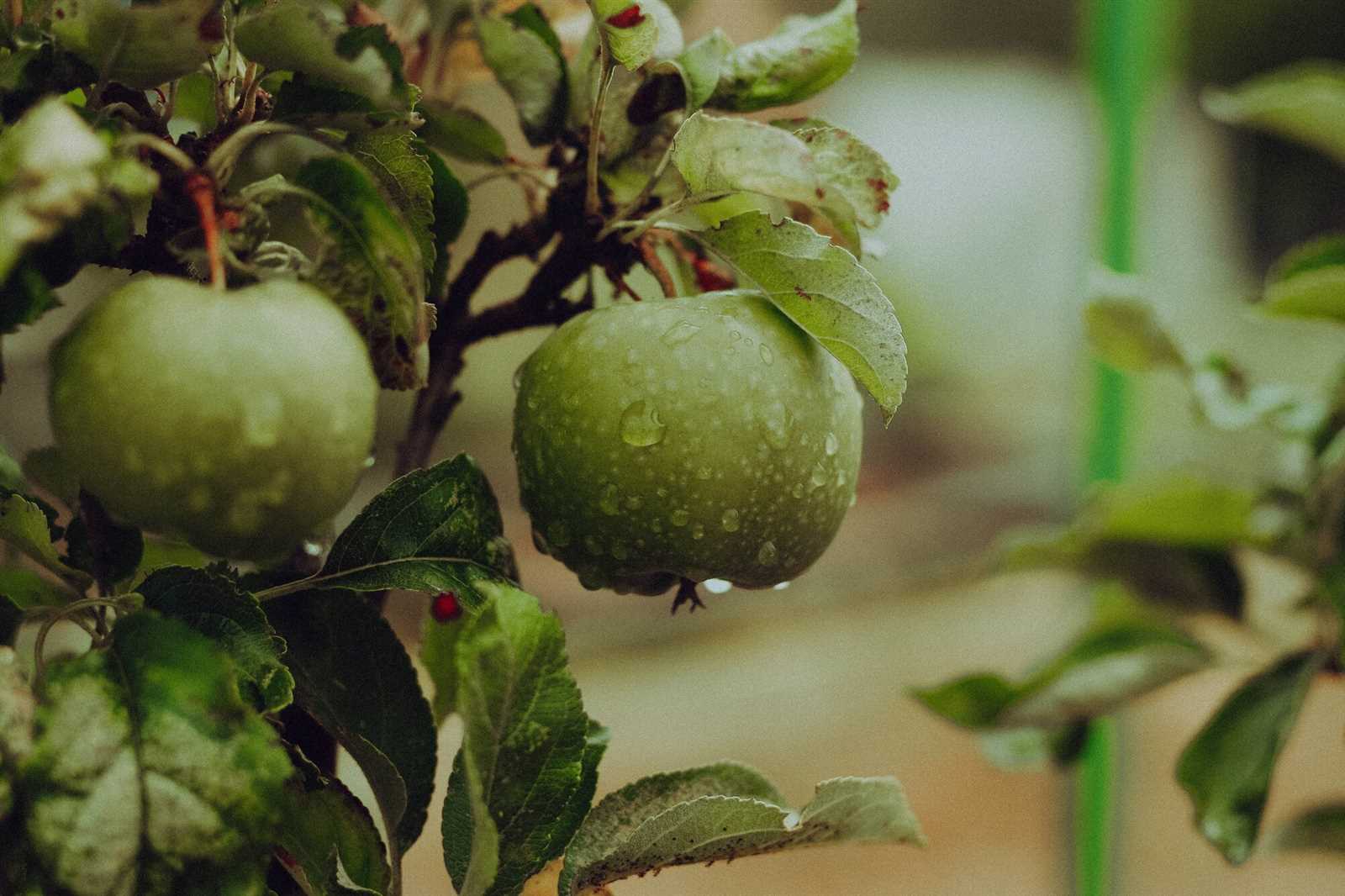 parts of an apple tree diagram