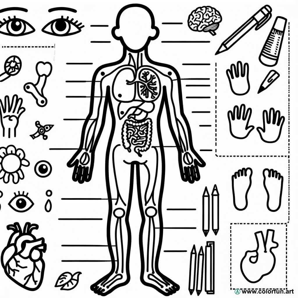 parts of body diagram
