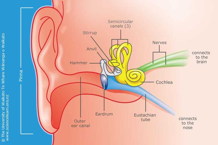 parts of an ear diagram