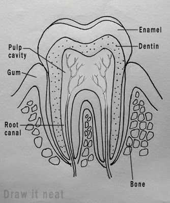 parts of teeth diagram