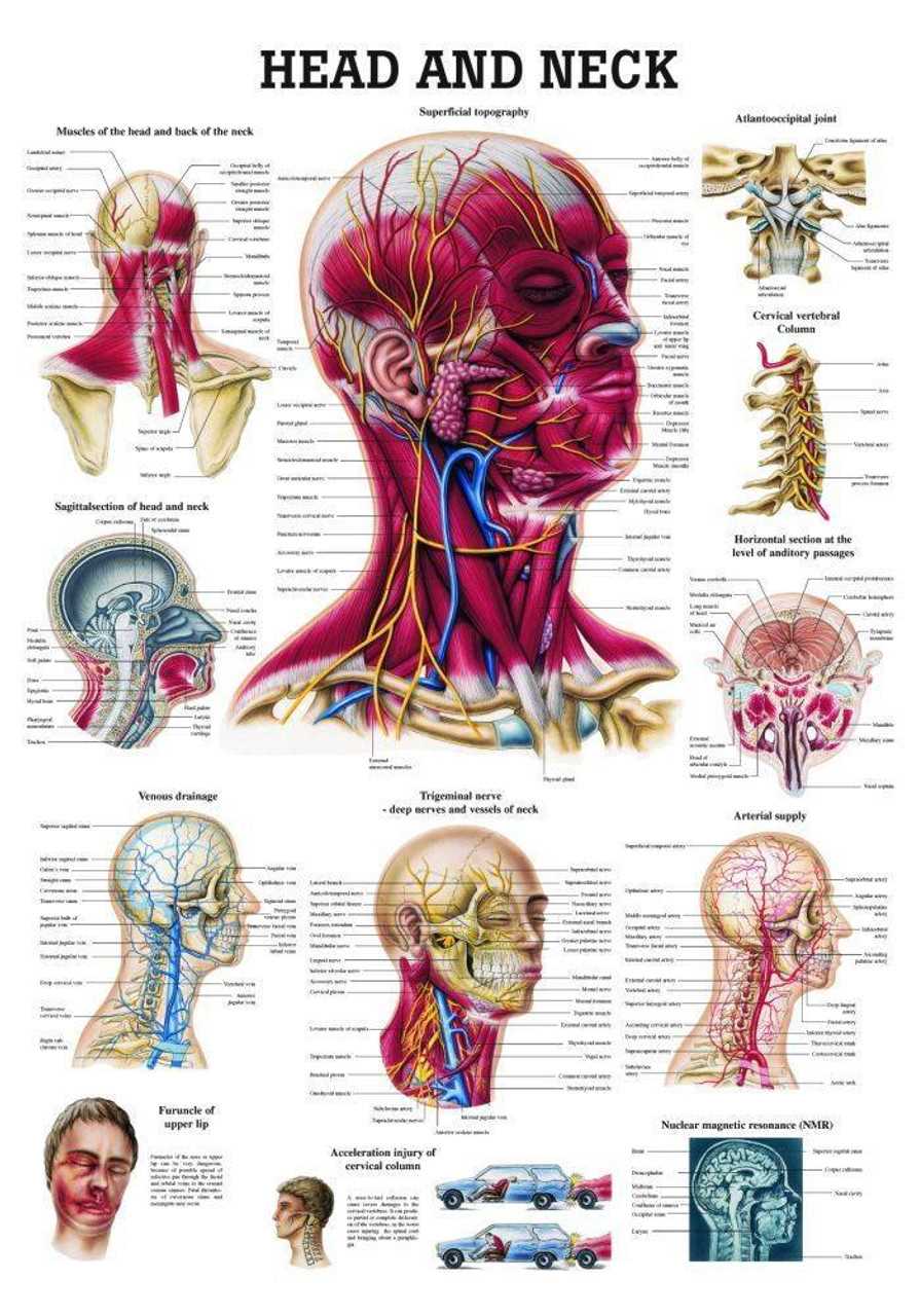 parts of the throat and neck diagram