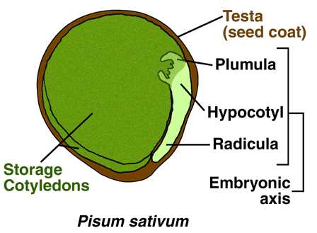 parts of seeds diagram