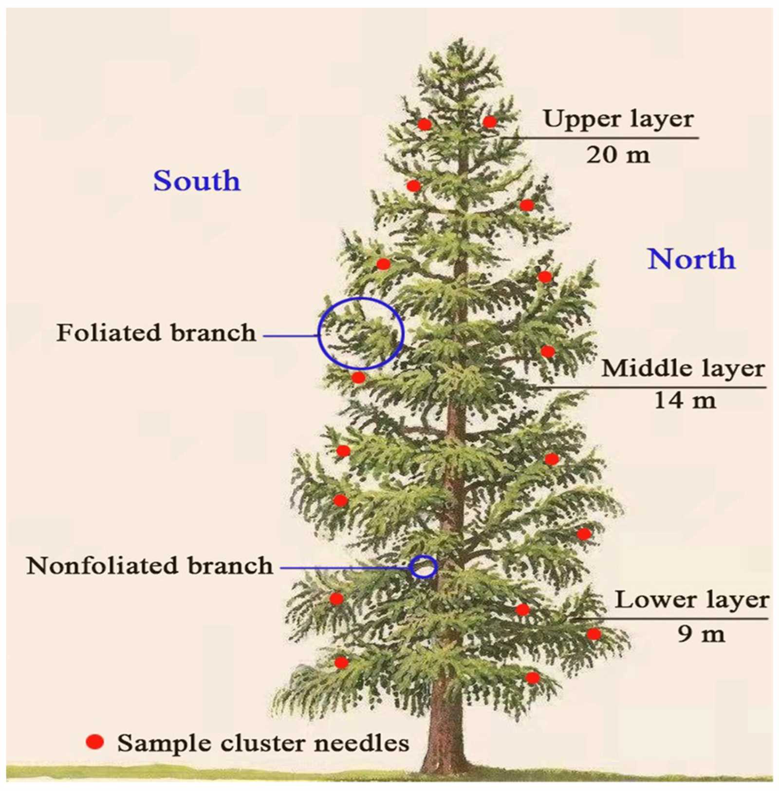 pine tree parts diagram