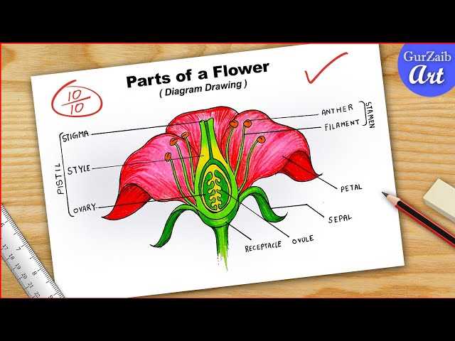 what are the parts of a flower with diagram