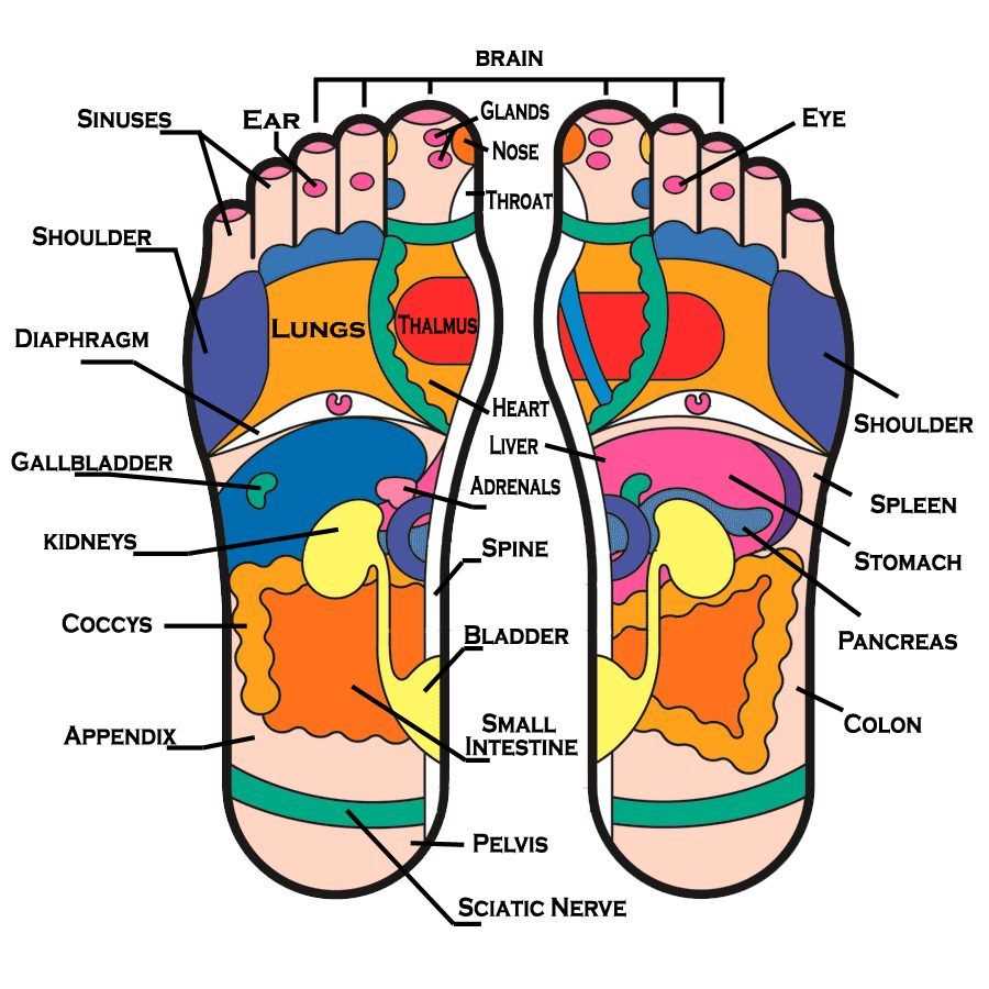 parts of the bottom of the foot diagram