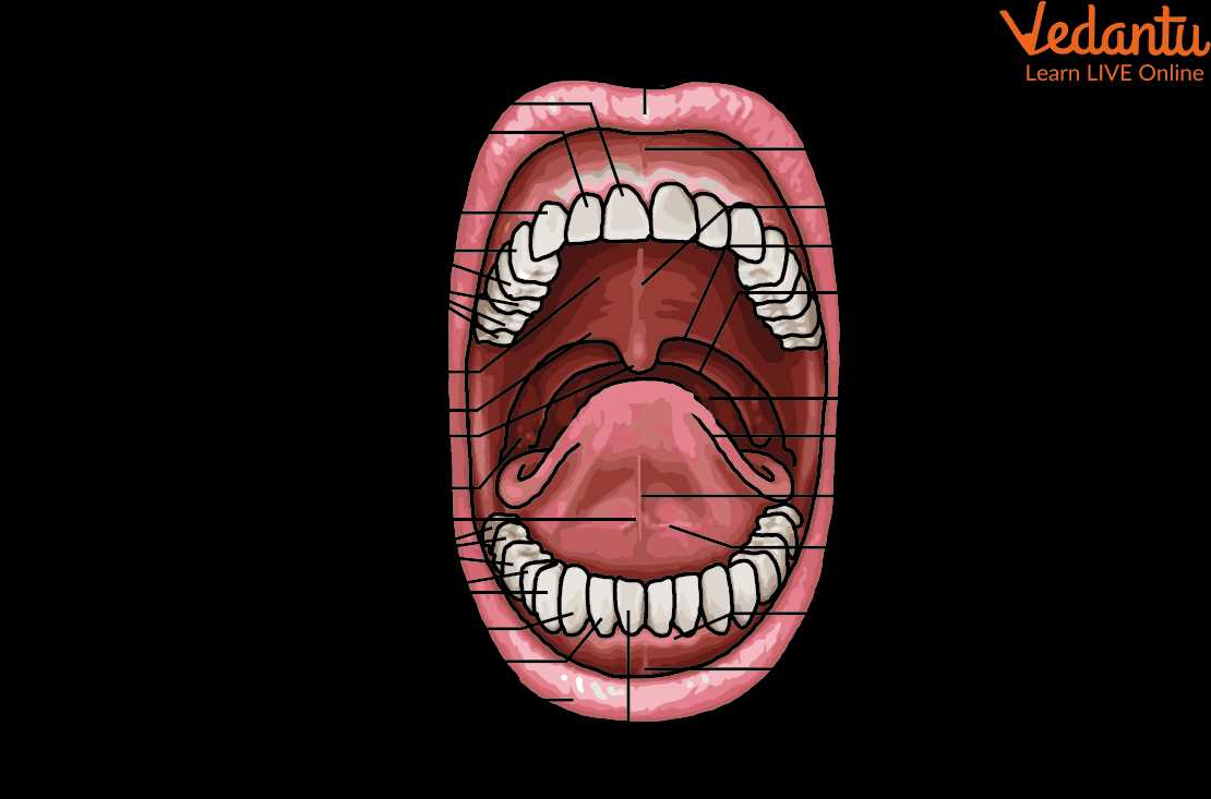 parts of mouth diagram