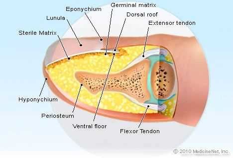 parts of the nail diagram