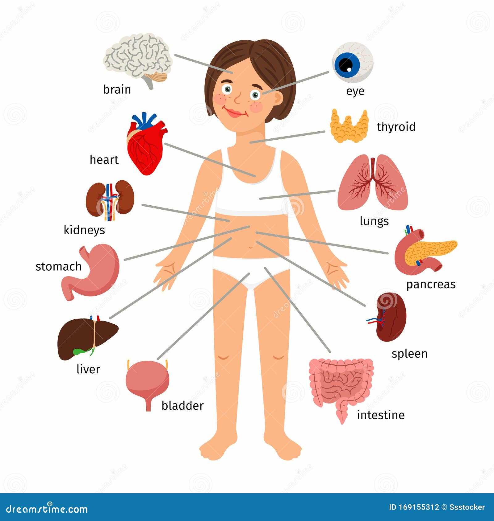 womens parts diagram