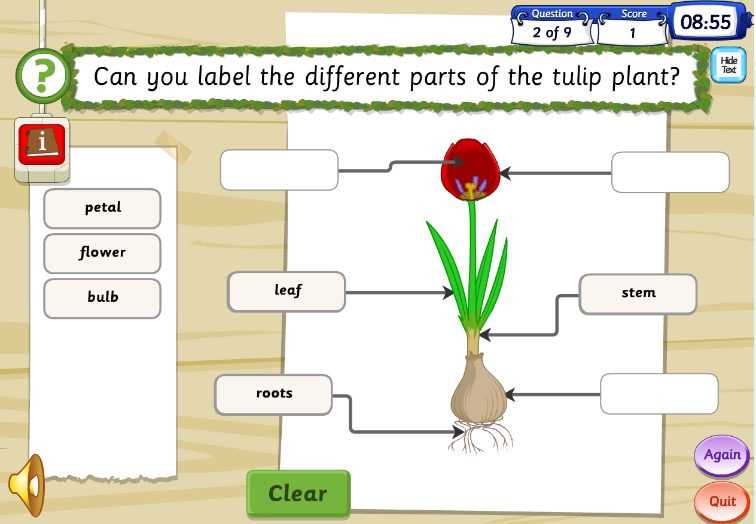 parts of a tulip diagram