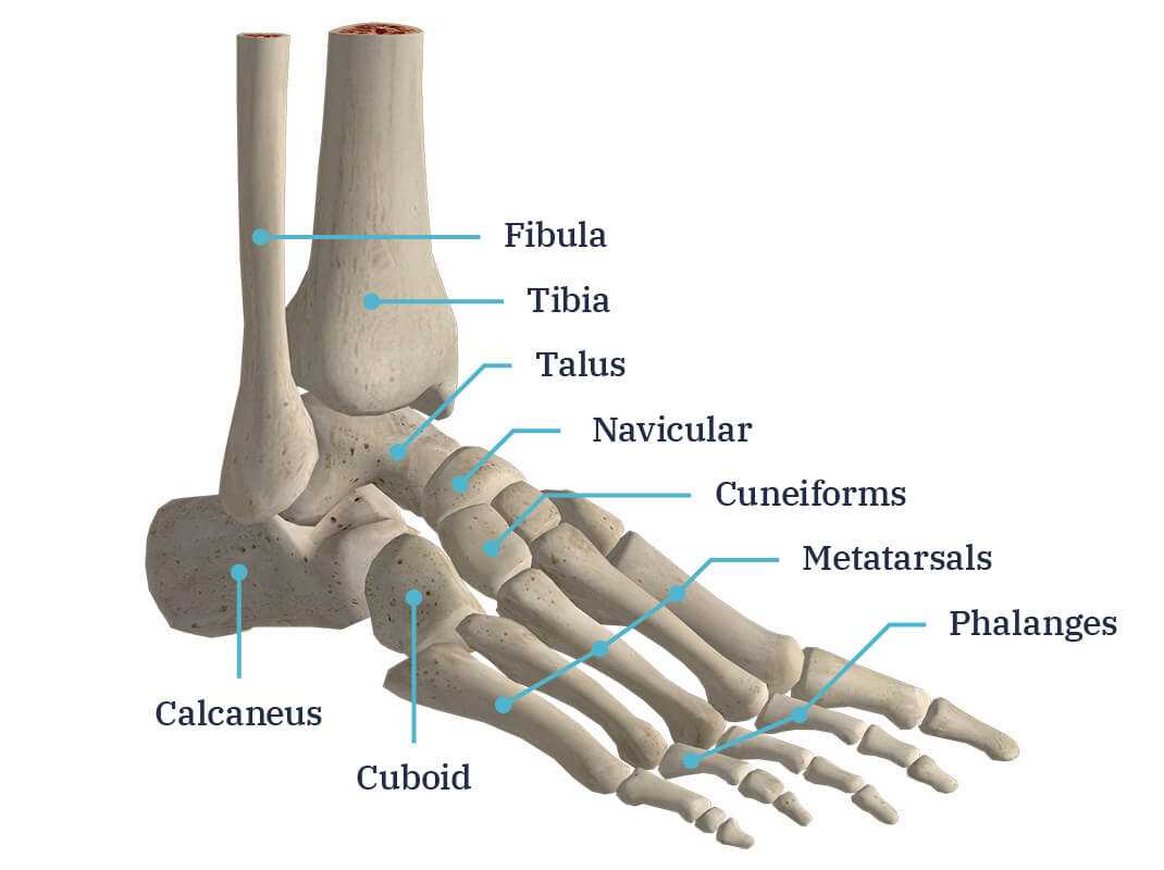 parts of foot diagram