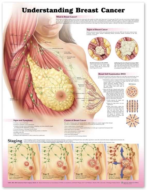 parts of the breast diagram