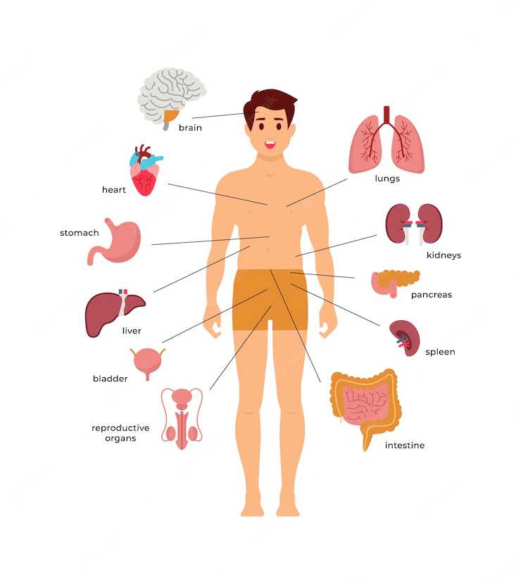 parts of body diagram