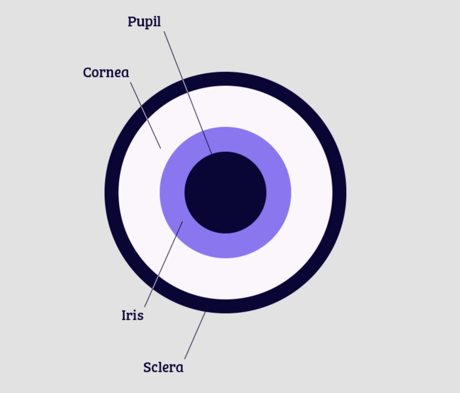 parts of the eyeball diagram