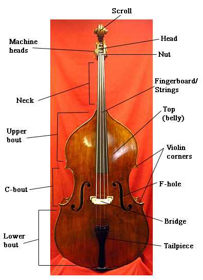 upright bass parts diagram