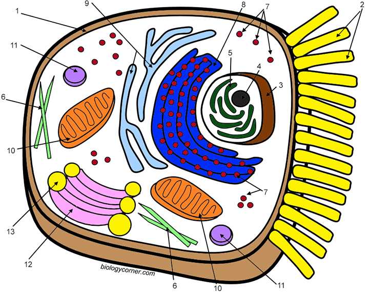 parts of the cell diagram
