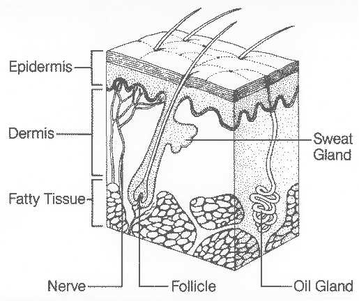 skin diagram with parts