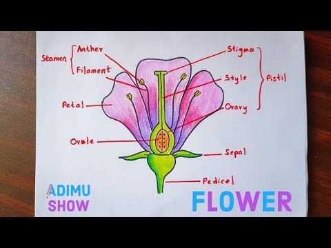 parts of the flower diagram