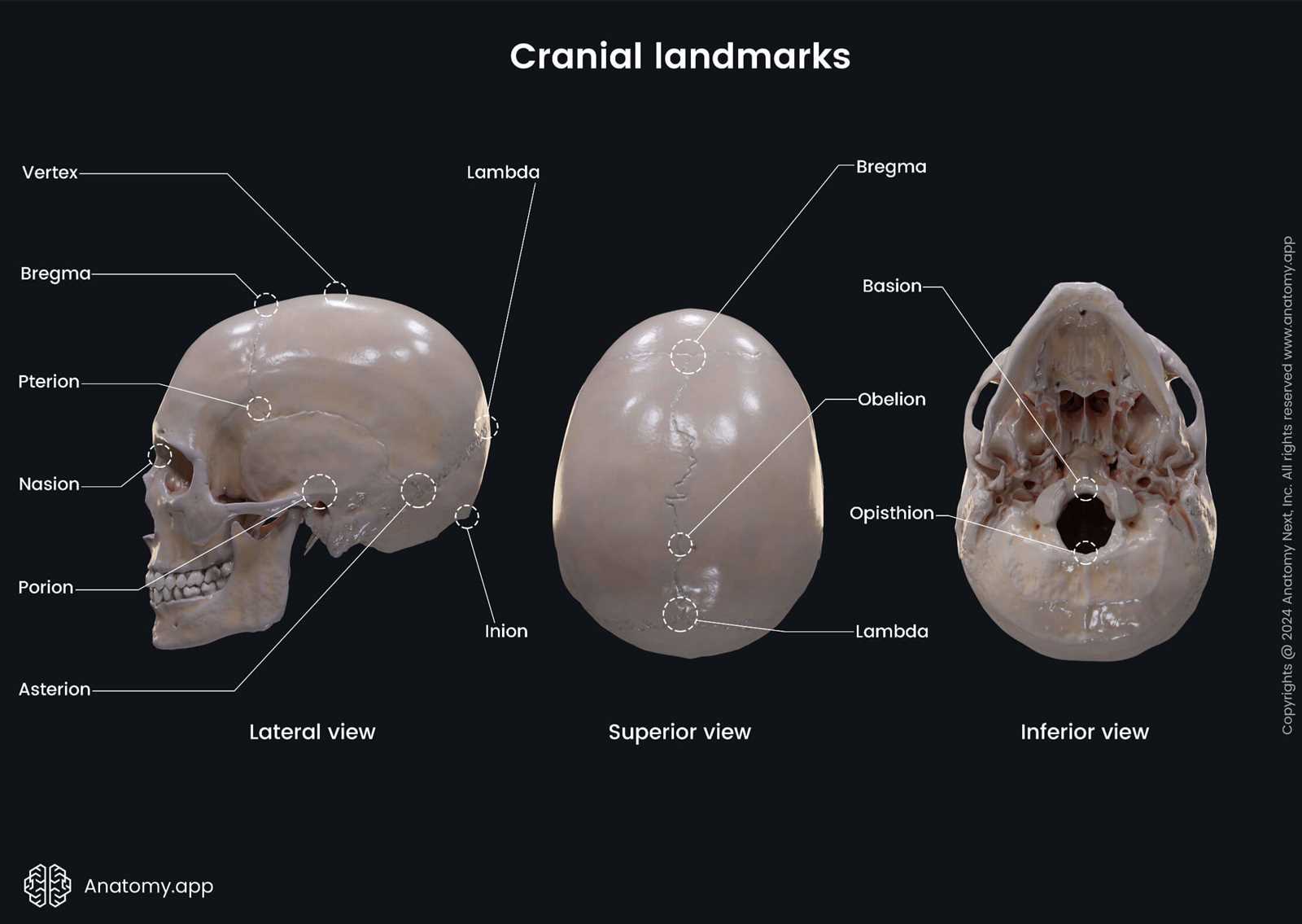 parts of the skull diagram