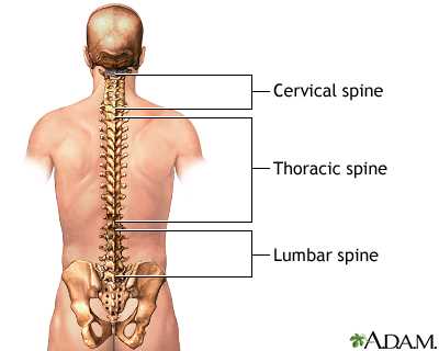 parts of spine diagram