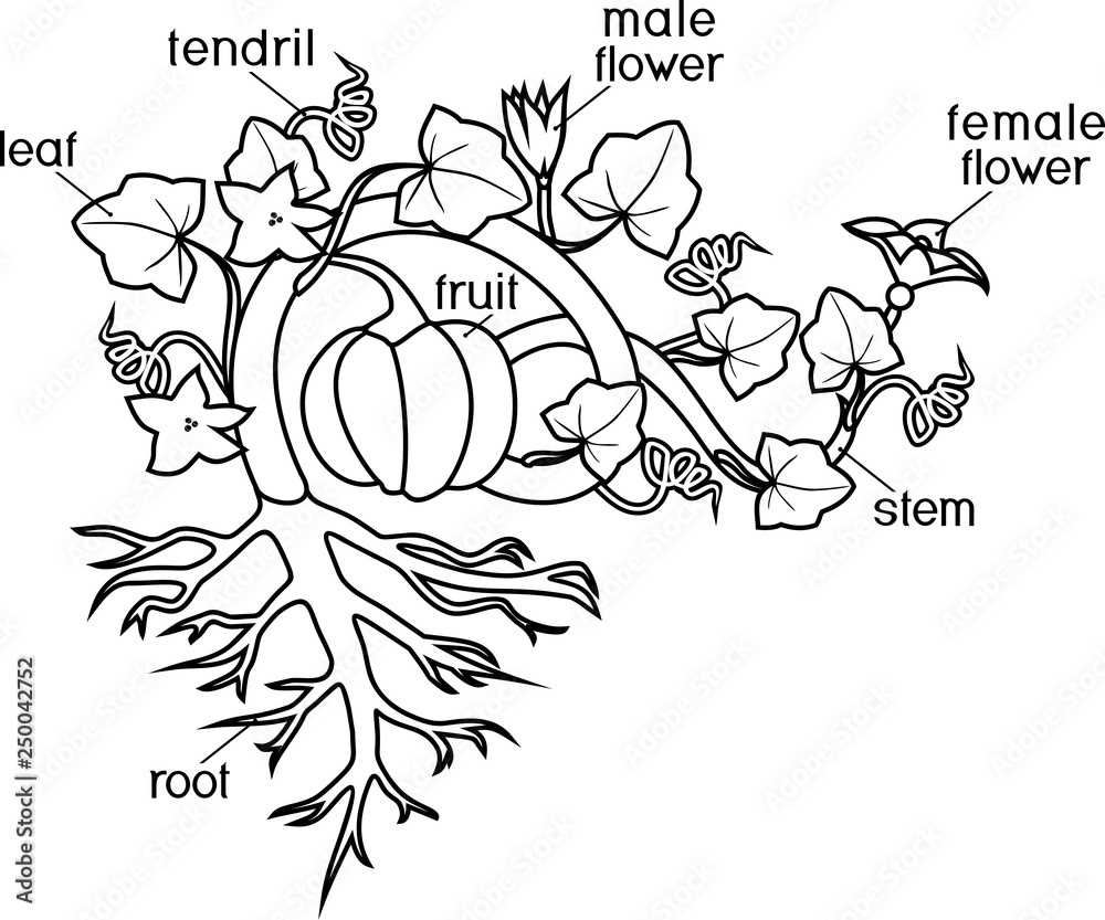 pumpkin parts diagram