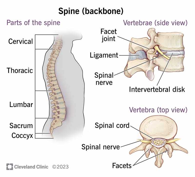 parts of the spine diagram