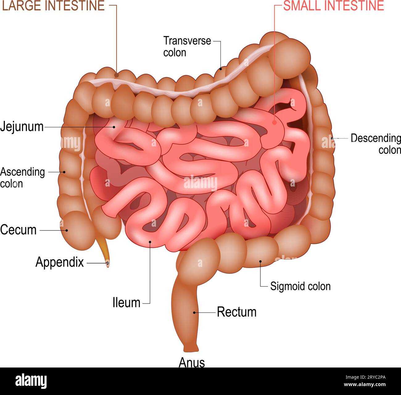 parts of the digestive system diagram