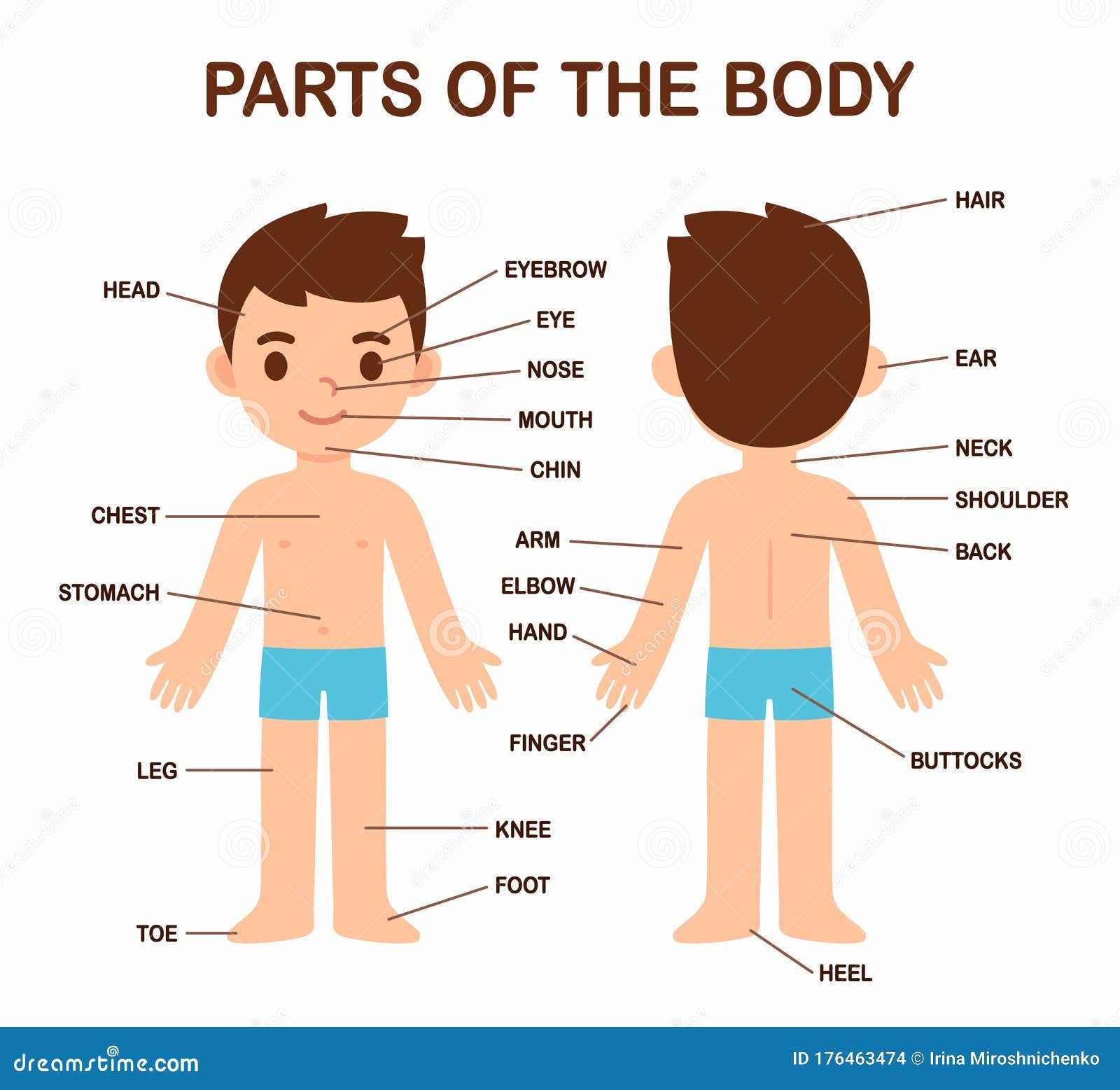 the human body parts diagram