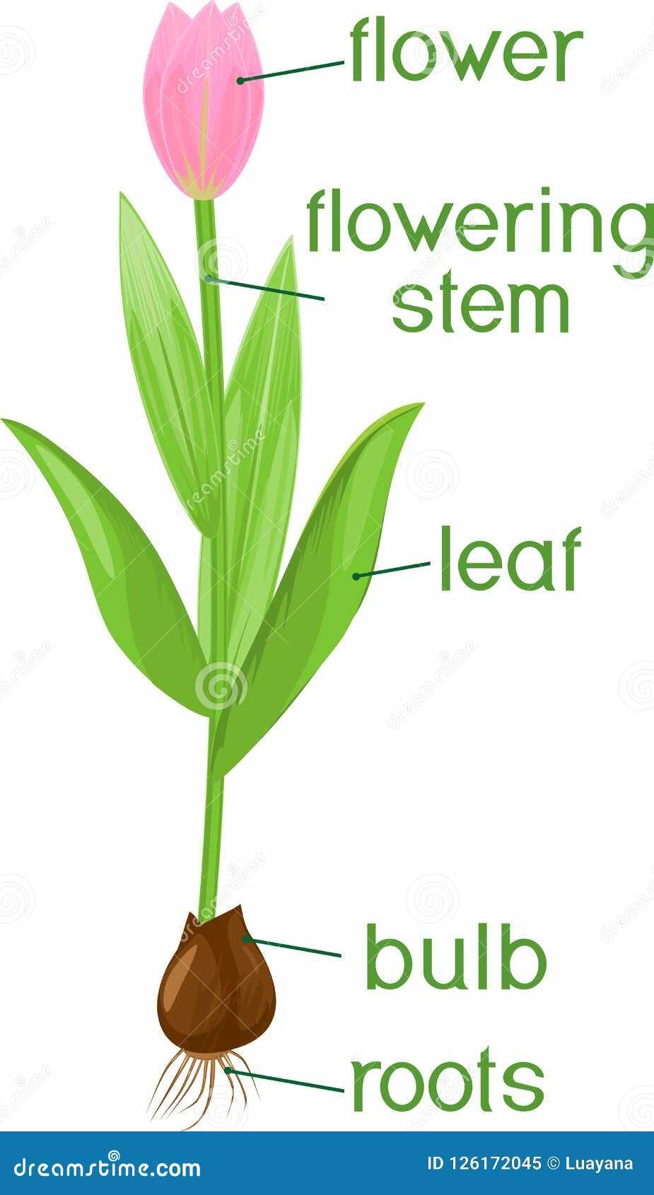 parts of a tulip diagram