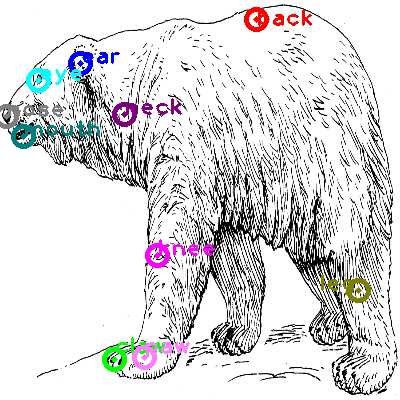 polar bear body parts diagram