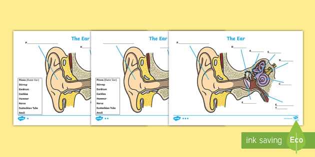 parts of the inner ear diagram