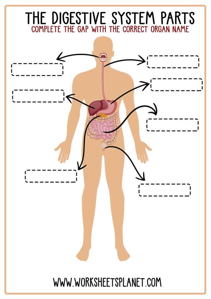 parts of the digestive system diagram